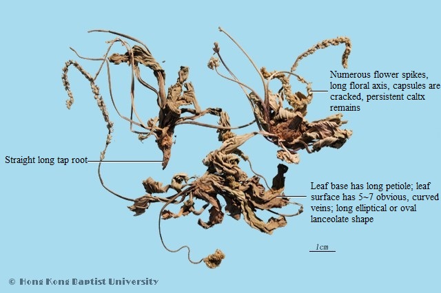 Asiatic Plantain Herb