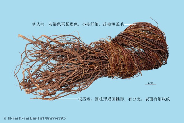 雞骨草