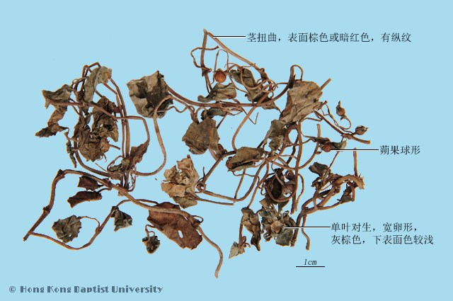 金錢草