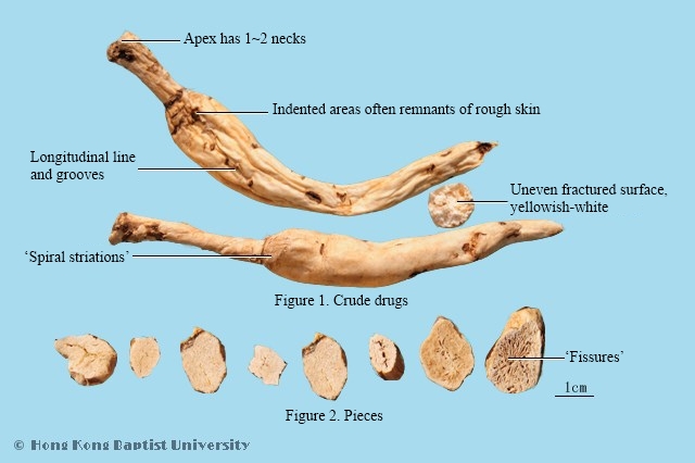 Fourleaf Ladybell Root