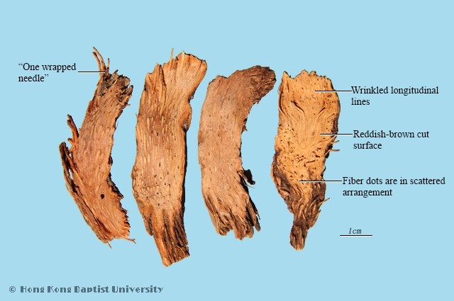 Obscuteed Homalomena Rhizome