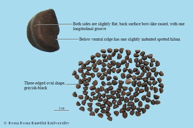 Lobedleaf Pharbitis Seed