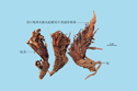 Chinese Nardostachys Root and Rhizome