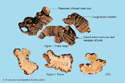 Chinese Ligusticum Rhizome