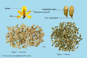 Black Locust Flower