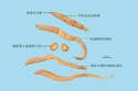 太子參