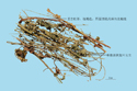 Hairyvein Agrimonia Herb