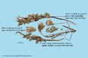 Common Thistle|Field Thistle