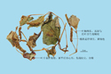 Heartleaf Houttuynia Herb