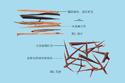 皂角刺