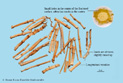 Lalang Grass Rhizome