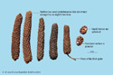 Long Pepper Fruit