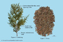 Chinese Arborviae Twig and Leaf